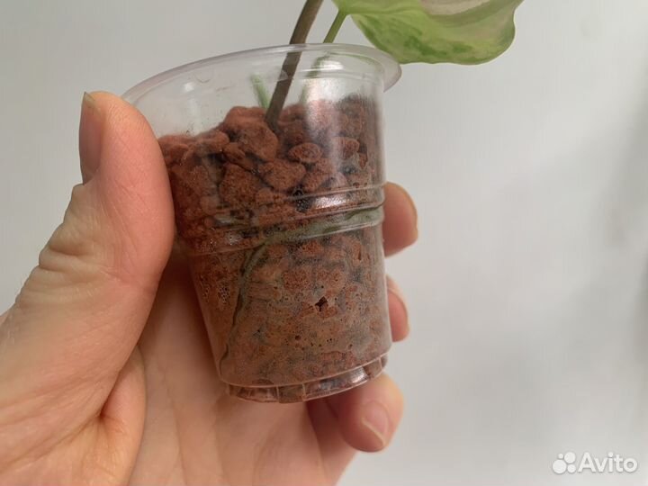 Филодендрон миканс вариегатный