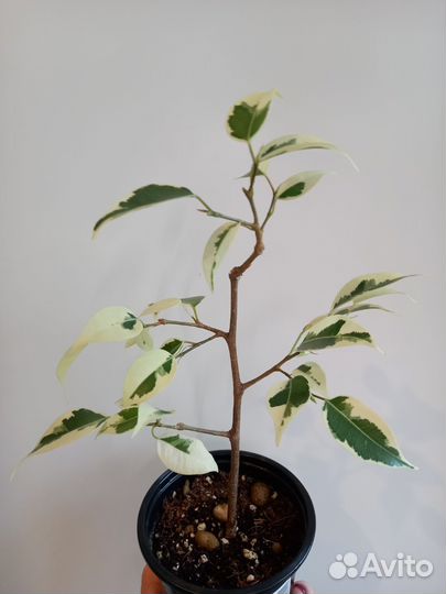 Фикус Бенджамина Твилайт