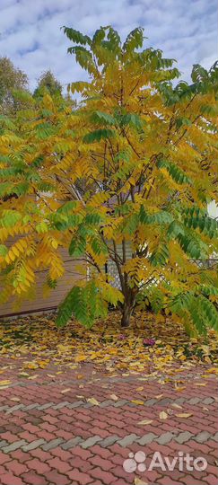 Саженцы манчжурского ореха