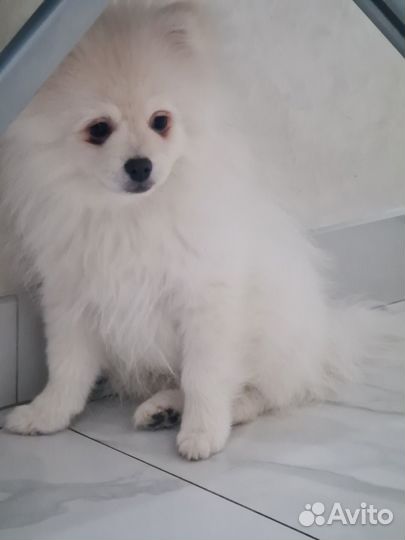 Померанский шпиц медвежьего типа