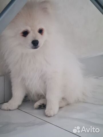 Померанский шпиц медвежьего типа