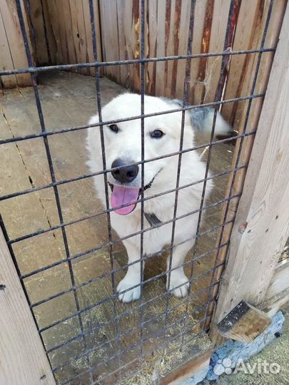 В добрые руки