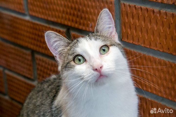 Котик 1 год Дарсик кастрирован, привит в квартиру