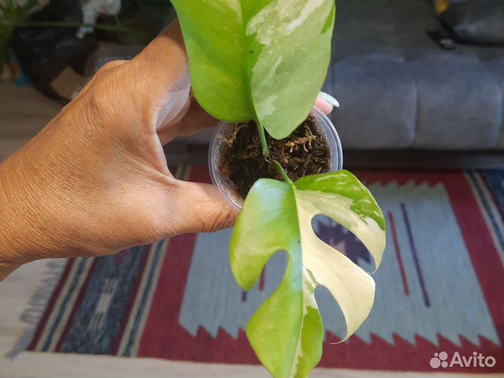 Рафидофора тетрасперма вариегатная