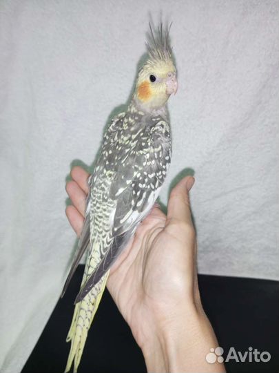 Птенец кареллы