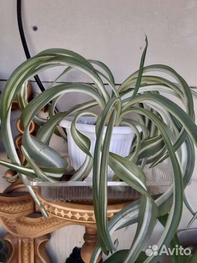 Разные комнатные цветы