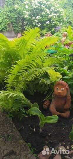 Многолетники, много разных растений