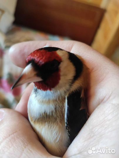 Продам певчих птиц