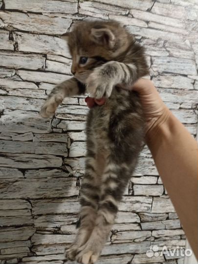 Котята мейн-кун