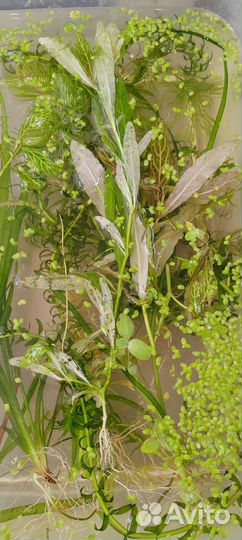 Аквариумные растения, улитки, прополка