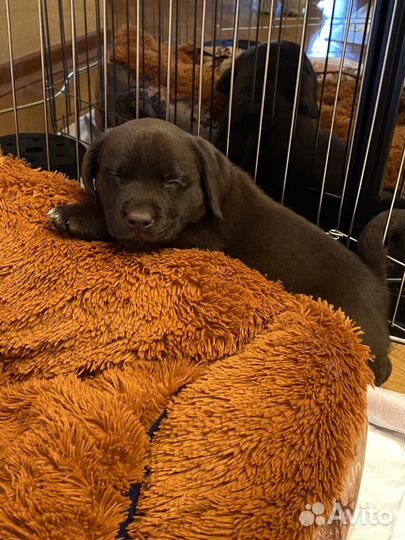 Щенок шоколадного лабрадора