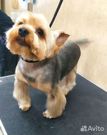 Стрижка, вычес собак, кошек. Груминг