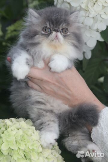 Персидские котята