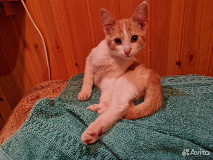Отдам в добрые руки котенка мальчика