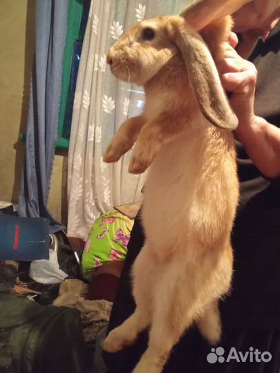 5 месяцев кроли породные