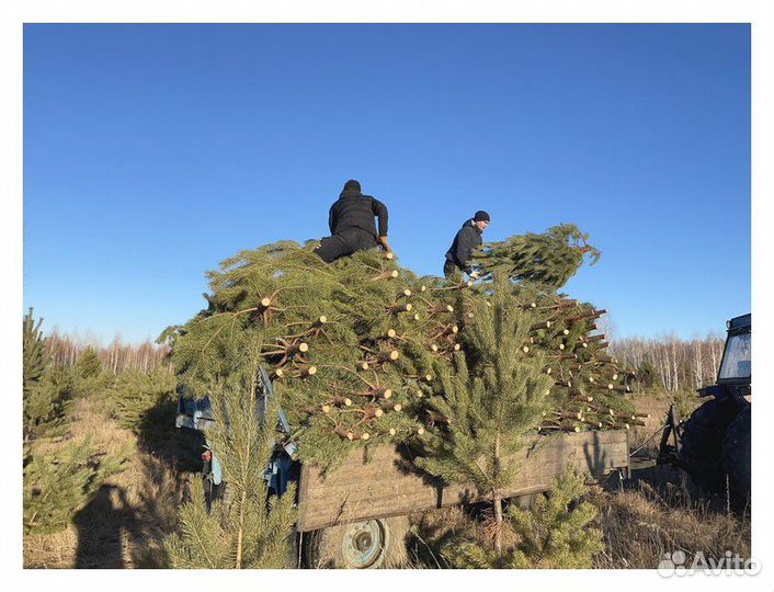 Сосна Рождественская