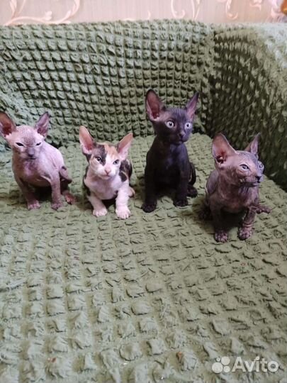 Котята Сфинкс