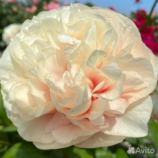 Пионы корневища и саженцы. Выбор сортов. Доставка