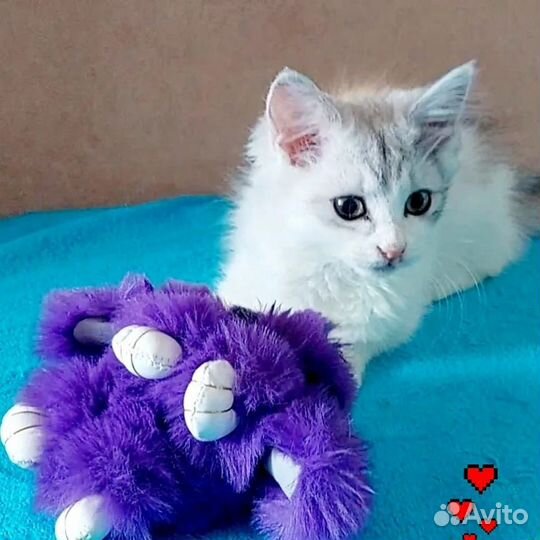 Котёнок в доьрые руки