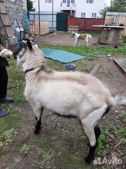 Козел (племенной)