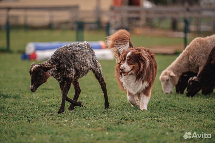 Вязка кобель австралийской овчарки