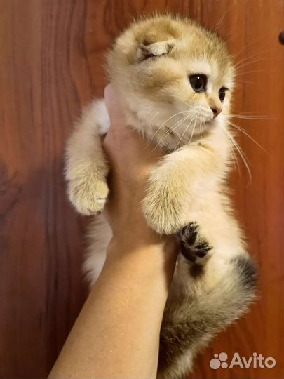 Шотландские котята