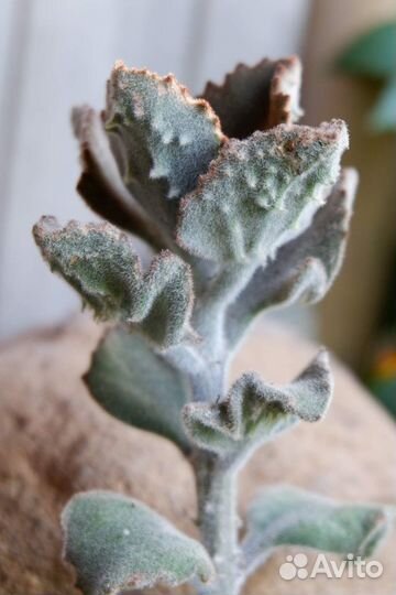 Редкие каланхоэ, алое