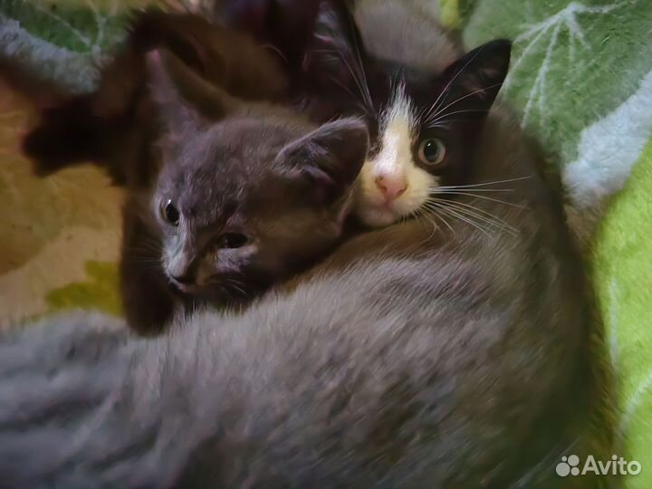 Котята отдам