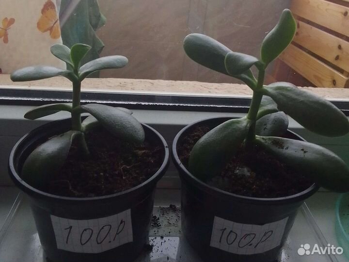 Денежное дерево