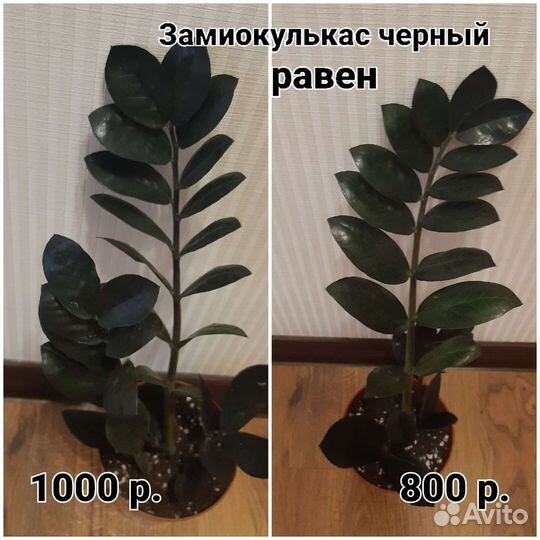 Замиокулькасы