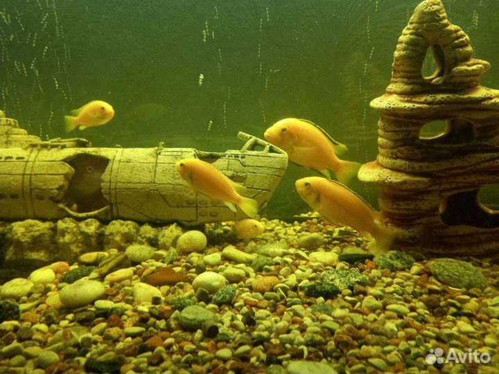 Аквариумные рыбки