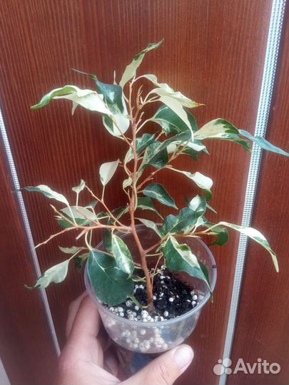 Фикусы Взрослые