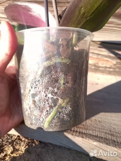 Орхидея фаленопсис Элегант Хеппи Энджел