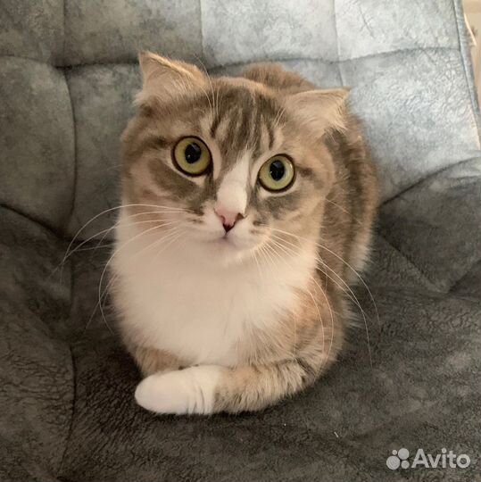 Кошка бесплатно