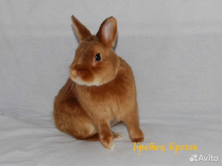 Породистый сатиновый Карликовый Кролик мажор