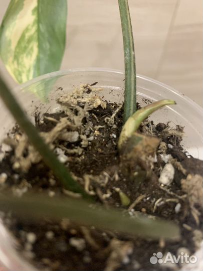 Филодендрон Маска (magic mask)