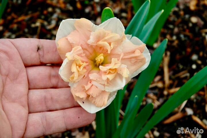 Нарцисс Эприкот Вирл 5 шт