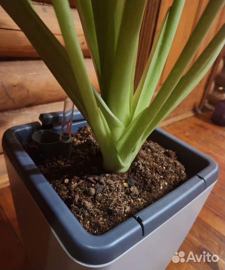 Алоказия венти