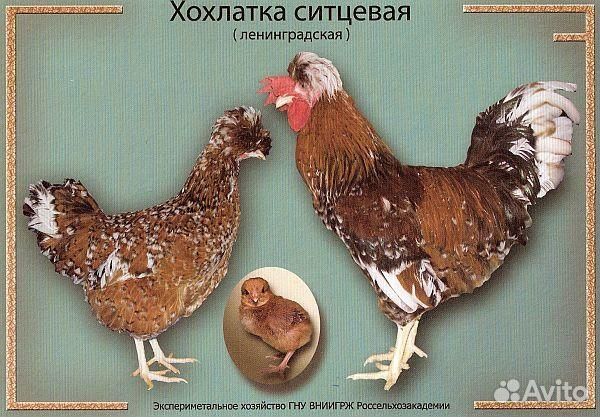 Питерский генофонд яйцо