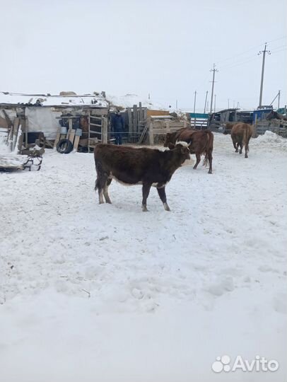 Телки стельные