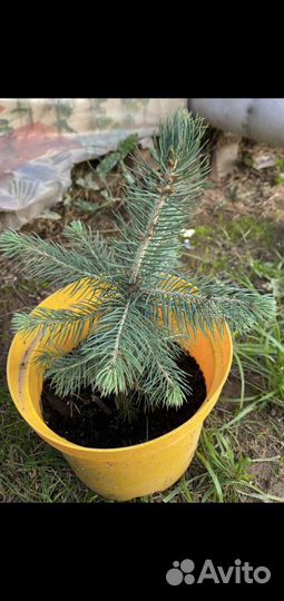 Голубая ель