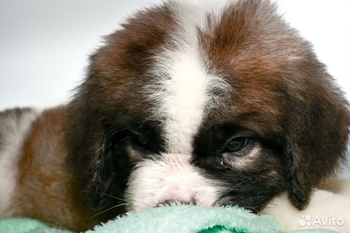 Щенки сенбернара