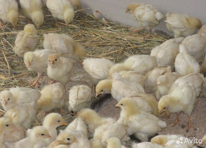 Домашняя птица