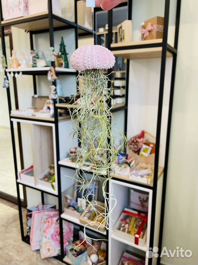 Тилландсия атмосферная