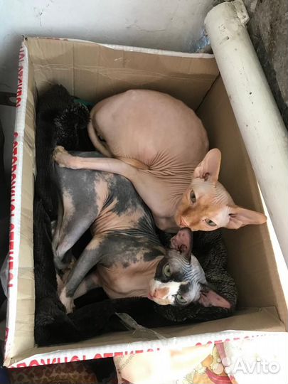 Сфинксы кот и кошка