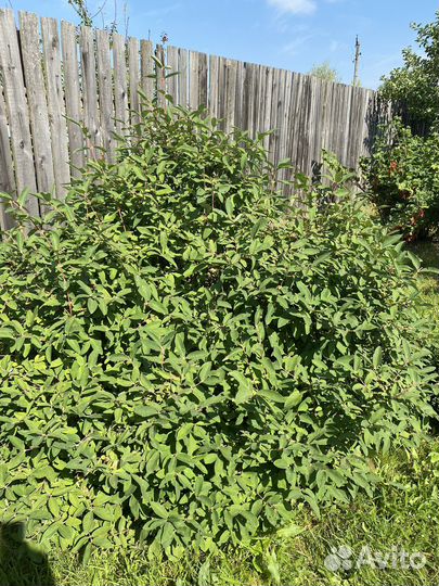 Саженцы жимолости, 2 года