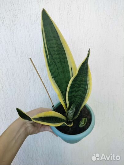 Сансевиерия Футура Суперба