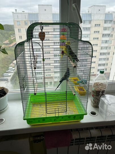 Попугай 4 штуки