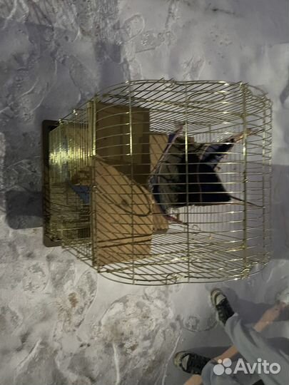 Клетка для шиншил