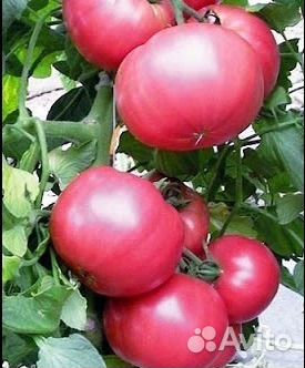 Семена томата Пинк Парадайз